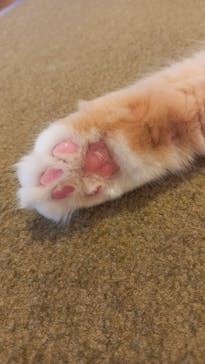 猫カフェモカ　池袋東口店に投稿された画像（2023/10/23）