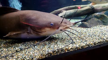 カワスイ 川崎⽔族館に投稿された画像（2023/10/23）