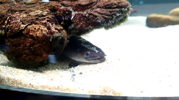 カワスイ 川崎⽔族館に投稿された画像（2023/10/23）