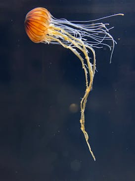 サンシャイン水族館に投稿された画像（2023/10/23）