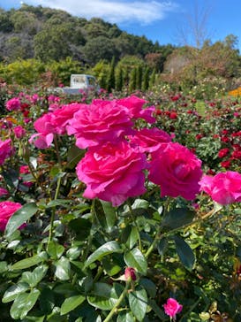 いばらきフラワーパークに投稿された画像（2023/10/23）