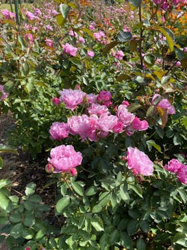 いばらきフラワーパークに投稿された画像（2023/10/23）