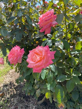 いばらきフラワーパークに投稿された画像（2023/10/23）