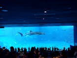 沖縄美ら海水族館に投稿された画像（2023/10/23）