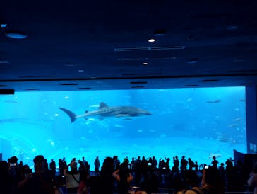 沖縄美ら海水族館に投稿された画像（2023/10/23）