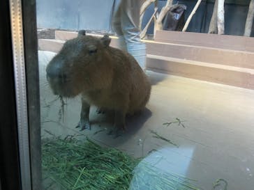 カワスイ 川崎⽔族館に投稿された画像（2023/10/23）