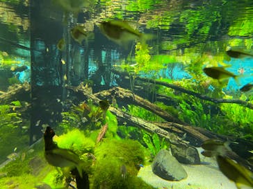 カワスイ 川崎⽔族館に投稿された画像（2023/10/23）