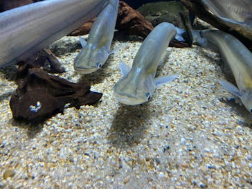 カワスイ 川崎⽔族館に投稿された画像（2023/10/23）