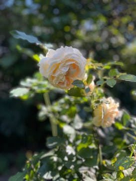 横浜イングリッシュガーデンに投稿された画像（2023/10/23）