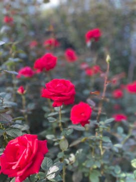 横浜イングリッシュガーデンに投稿された画像（2023/10/23）