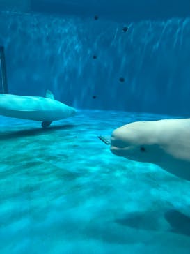 島根県立 しまね海洋館に投稿された画像（2023/10/23）