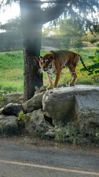 秋吉台自然動物公園 サファリランドに投稿された画像（2023/10/23）