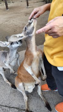 秋吉台自然動物公園 サファリランドに投稿された画像（2023/10/23）