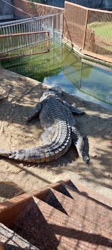 熱川バナナワニ園に投稿された画像（2023/10/23）