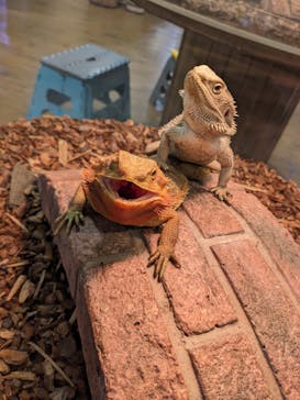 NARA IKIMONO MUSEUMに投稿された画像（2023/10/23）