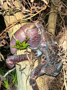 西表島 ADVENTURE PiPi（アドベンチャーピピ）に投稿された画像（2023/10/23）