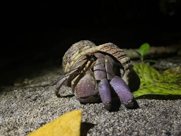 西表島 ADVENTURE PiPi（アドベンチャーピピ）に投稿された画像（2023/10/23）