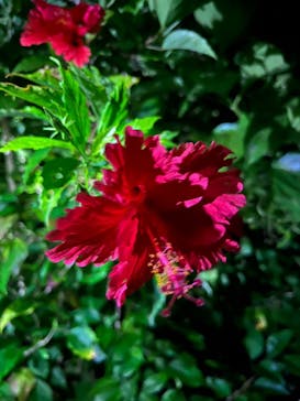 西表島 ADVENTURE PiPi（アドベンチャーピピ）に投稿された画像（2023/10/23）