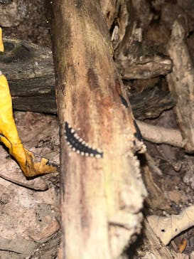 西表島 ADVENTURE PiPi（アドベンチャーピピ）に投稿された画像（2023/10/23）