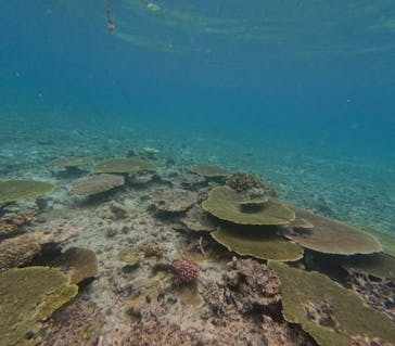 西表島 ADVENTURE PiPi（アドベンチャーピピ）に投稿された画像（2023/10/23）