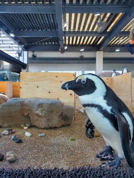 京都水族館に投稿された画像（2023/10/23）