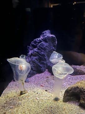 環境水族館アクアマリンふくしまに投稿された画像（2023/10/23）