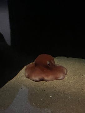 環境水族館アクアマリンふくしまに投稿された画像（2023/10/23）