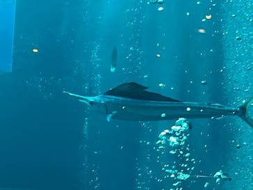 環境水族館アクアマリンふくしまに投稿された画像（2023/10/23）