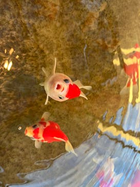 環境水族館アクアマリンふくしまに投稿された画像（2023/10/23）