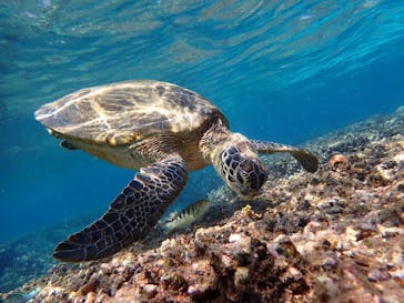 nico 宮古島に投稿された画像（2023/10/23）