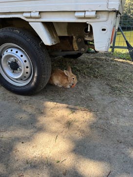 しろとり動物園に投稿された画像（2023/10/23）