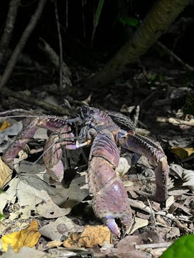 西表島 ADVENTURE PiPi（アドベンチャーピピ）に投稿された画像（2023/10/24）