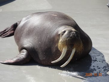 鴨川シーワールドに投稿された画像（2023/10/24）