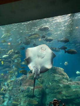 大分マリーンパレス水族館 「うみたまご」に投稿された画像（2023/10/24）