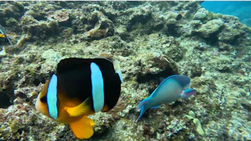 武藤潜水に投稿された画像（2023/10/24）