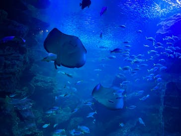 京都水族館に投稿された画像（2023/10/24）