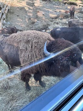 群馬サファリパークに投稿された画像（2023/10/24）