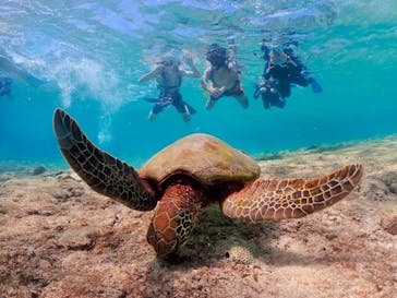 nico 宮古島に投稿された画像（2023/10/24）