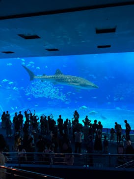 沖縄美ら海水族館に投稿された画像（2023/10/24）