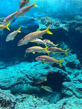 沖縄美ら海水族館に投稿された画像（2023/10/24）