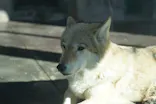 天王寺動物園に投稿された画像（2023/10/24）