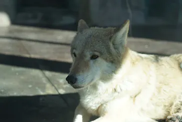 天王寺動物園に投稿された画像（2023/10/24）