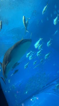 沖縄美ら海水族館に投稿された画像（2023/10/24）