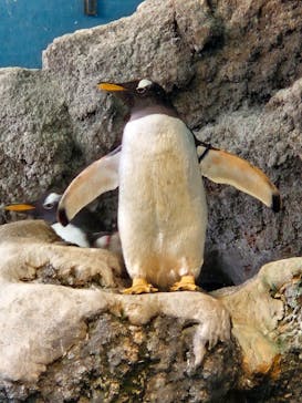 箱根園水族館に投稿された画像（2023/10/24）