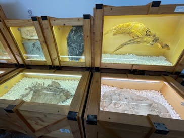 福井県立恐竜博物館に投稿された画像（2023/10/24）