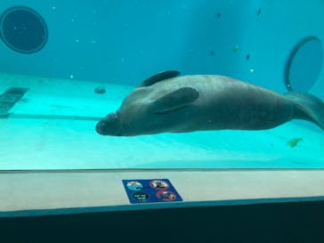 沖縄美ら海水族館に投稿された画像（2023/10/25）