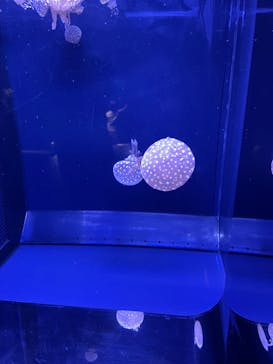 鴨川シーワールドに投稿された画像（2023/10/25）