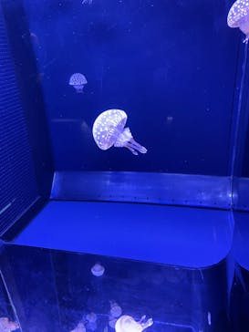 鴨川シーワールドに投稿された画像（2023/10/25）