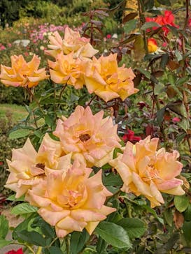 京成バラ園に投稿された画像（2023/10/25）