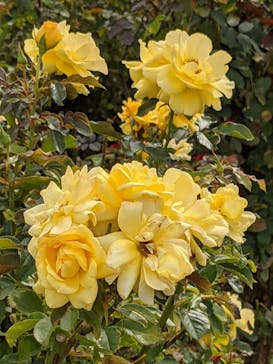 京成バラ園に投稿された画像（2023/10/25）